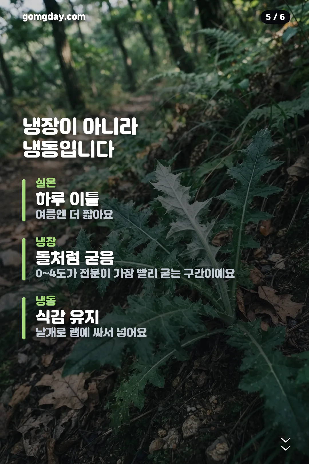 초코수리취떡 카드뉴스 5