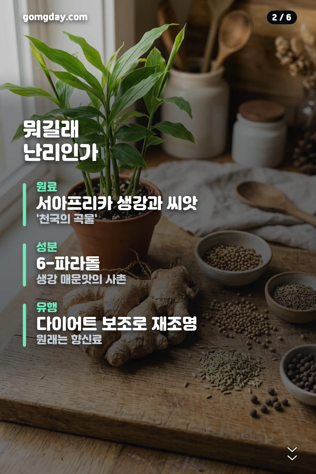파라다이스 그레인 정보 카드 2