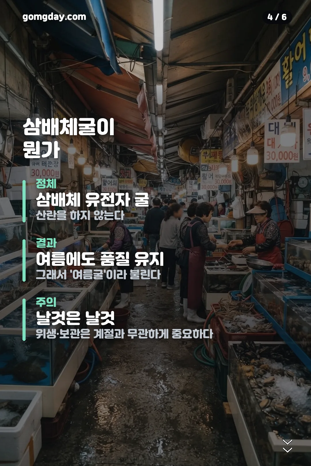 노량진 오이스터 101 카드뉴스 4