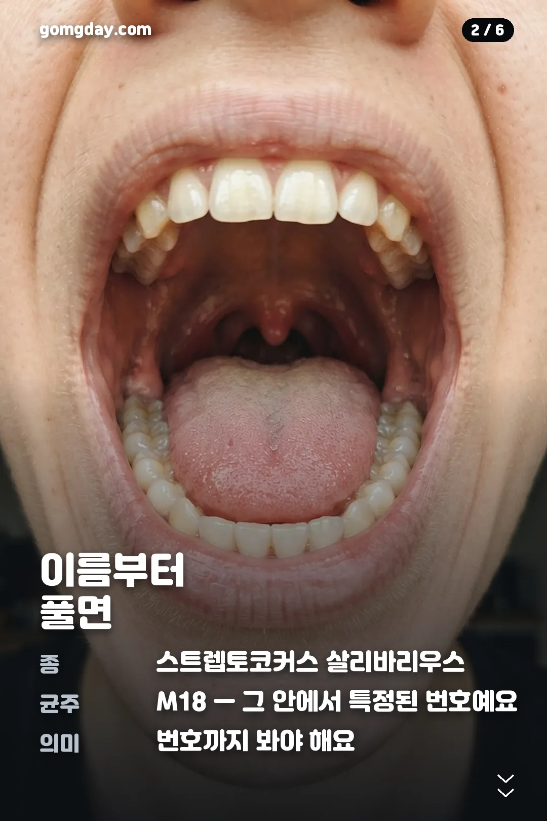구강유산균 M18 카드뉴스 2
