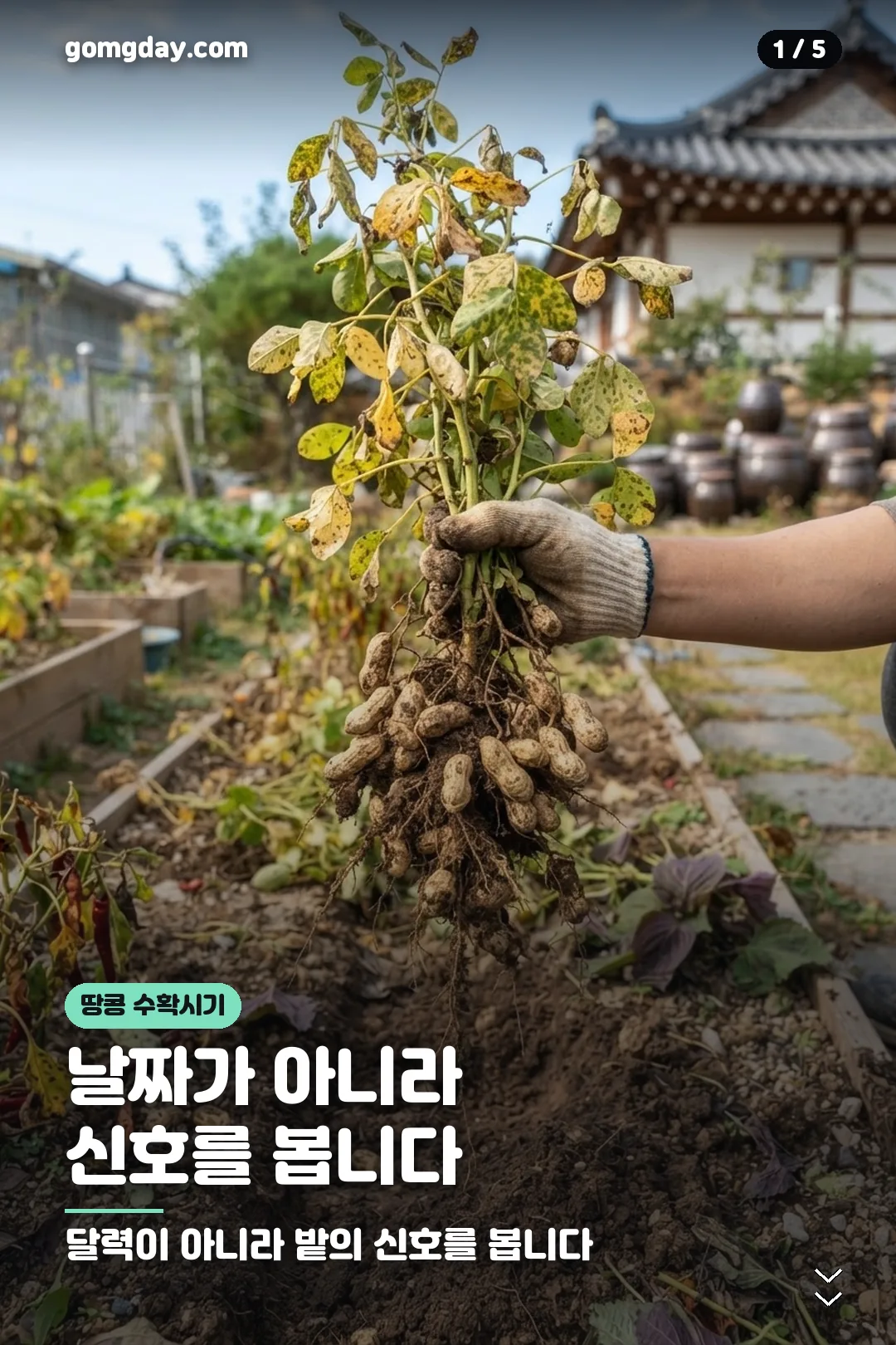 땅콩 수확시기와 건조 방법 안내 카드 1