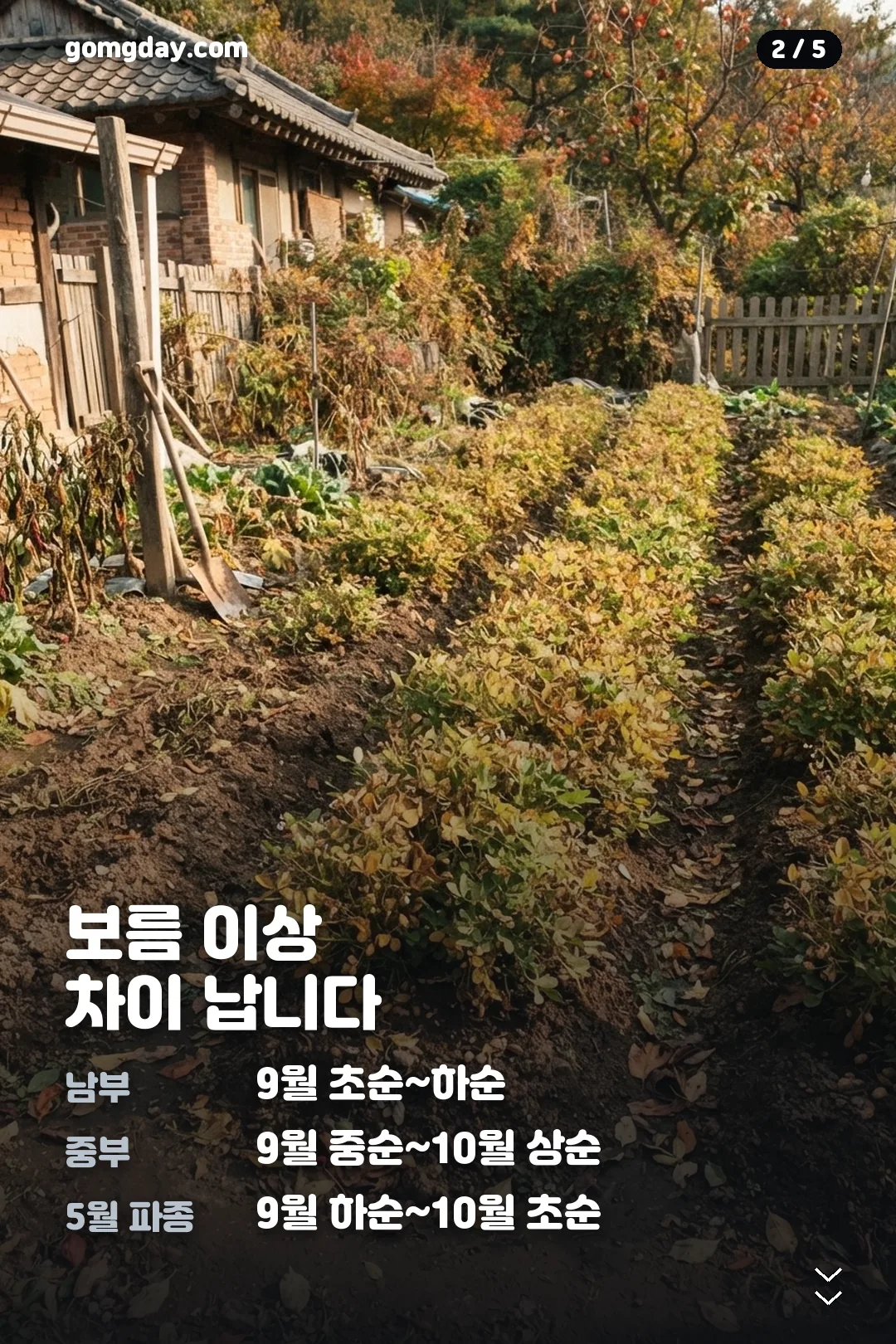 땅콩 수확시기와 건조 방법 안내 카드 2