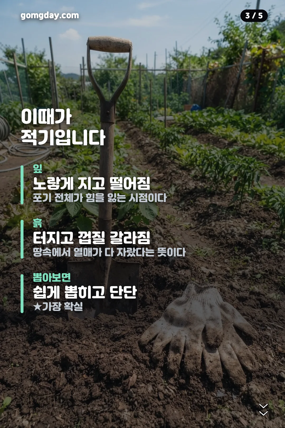 땅콩 수확시기와 건조 방법 안내 카드 3