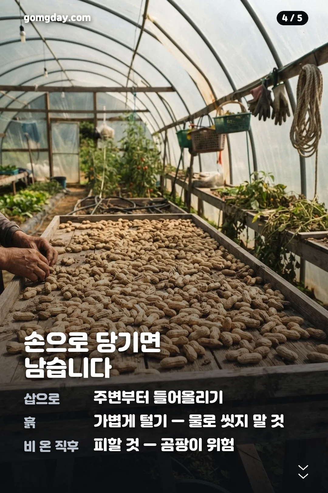 땅콩 수확시기와 건조 방법 안내 카드 4