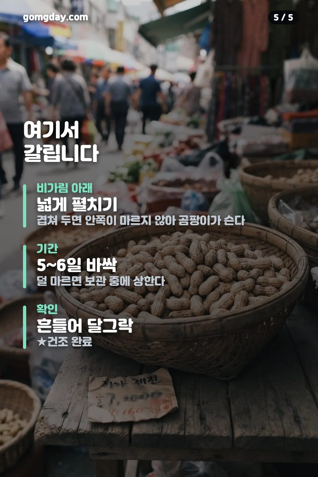 땅콩 수확시기와 건조 방법 안내 카드 5