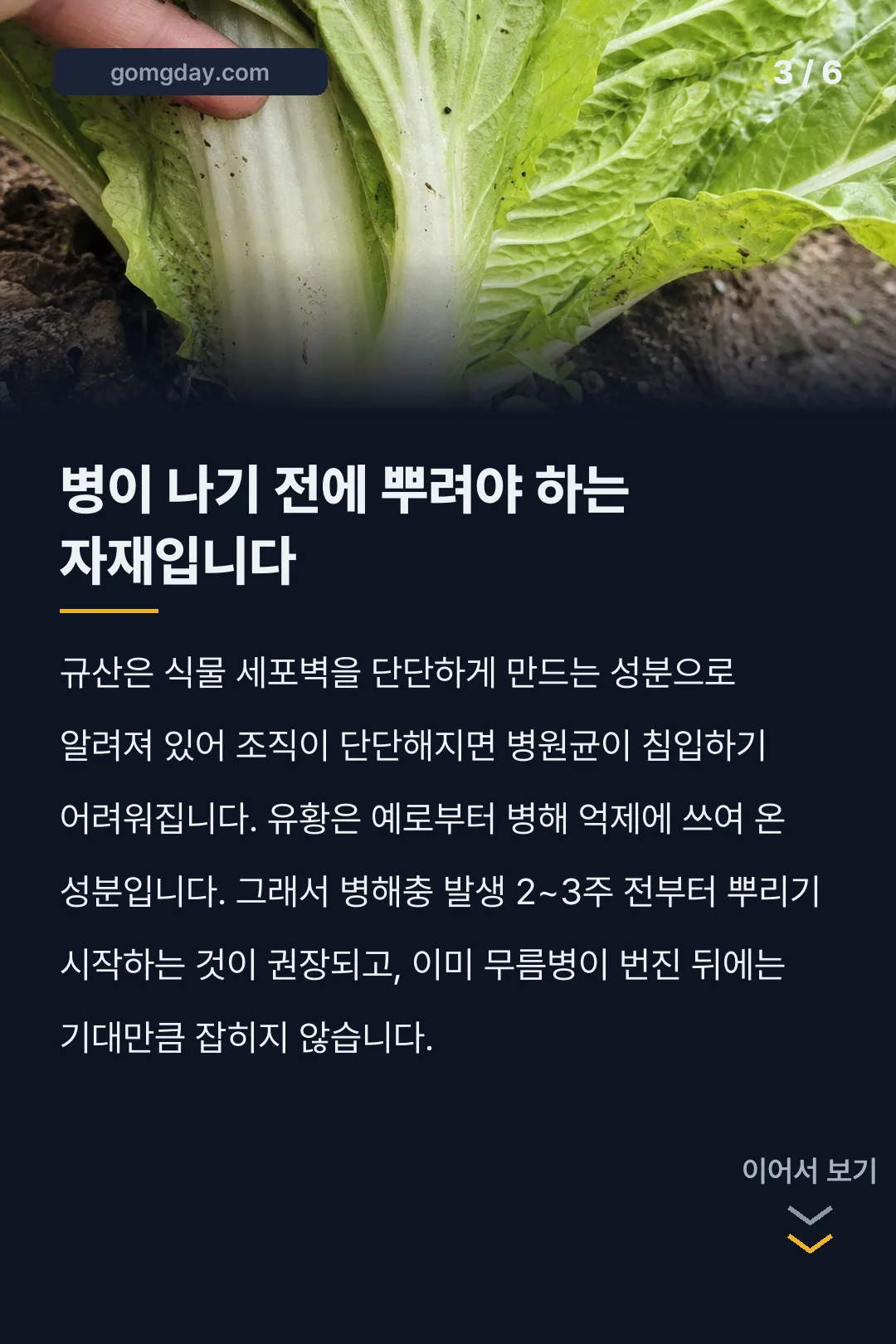 규산황 배추 사용법 카드뉴스 3